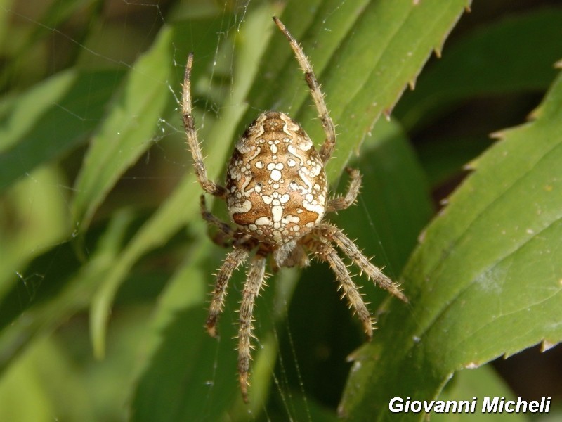 Araneus diadematus - Magenta (MI)